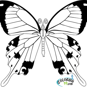 Fundraising Page: Cobra Mariposa